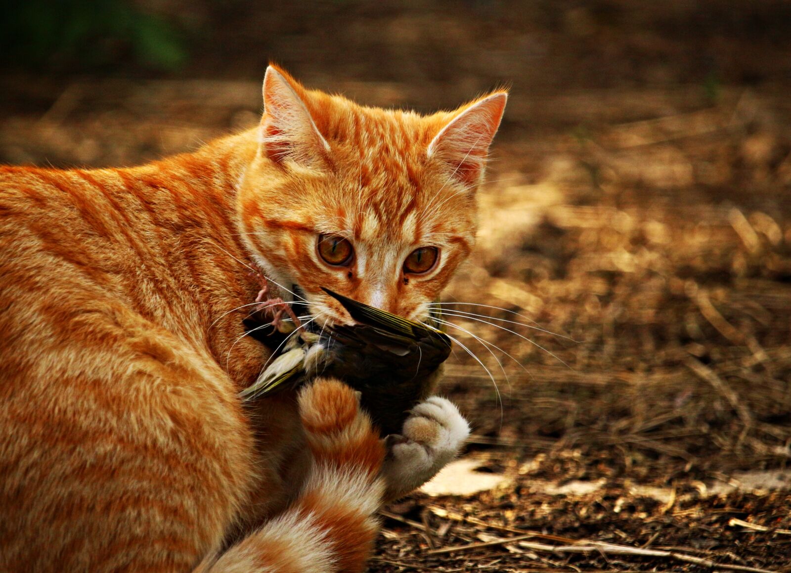 Canon EOS 100D (EOS Rebel SL1 / EOS Kiss X7) sample photo. Cat, kitten, bird photography