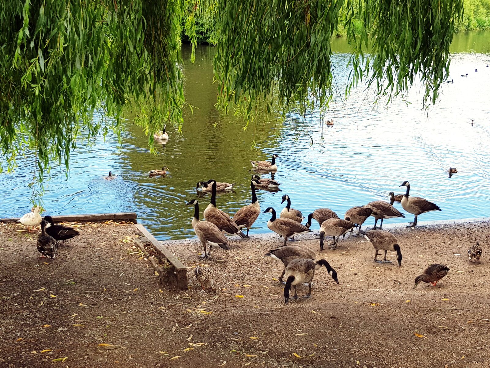 Samsung Galaxy S8 sample photo. Geese, pond, water photography