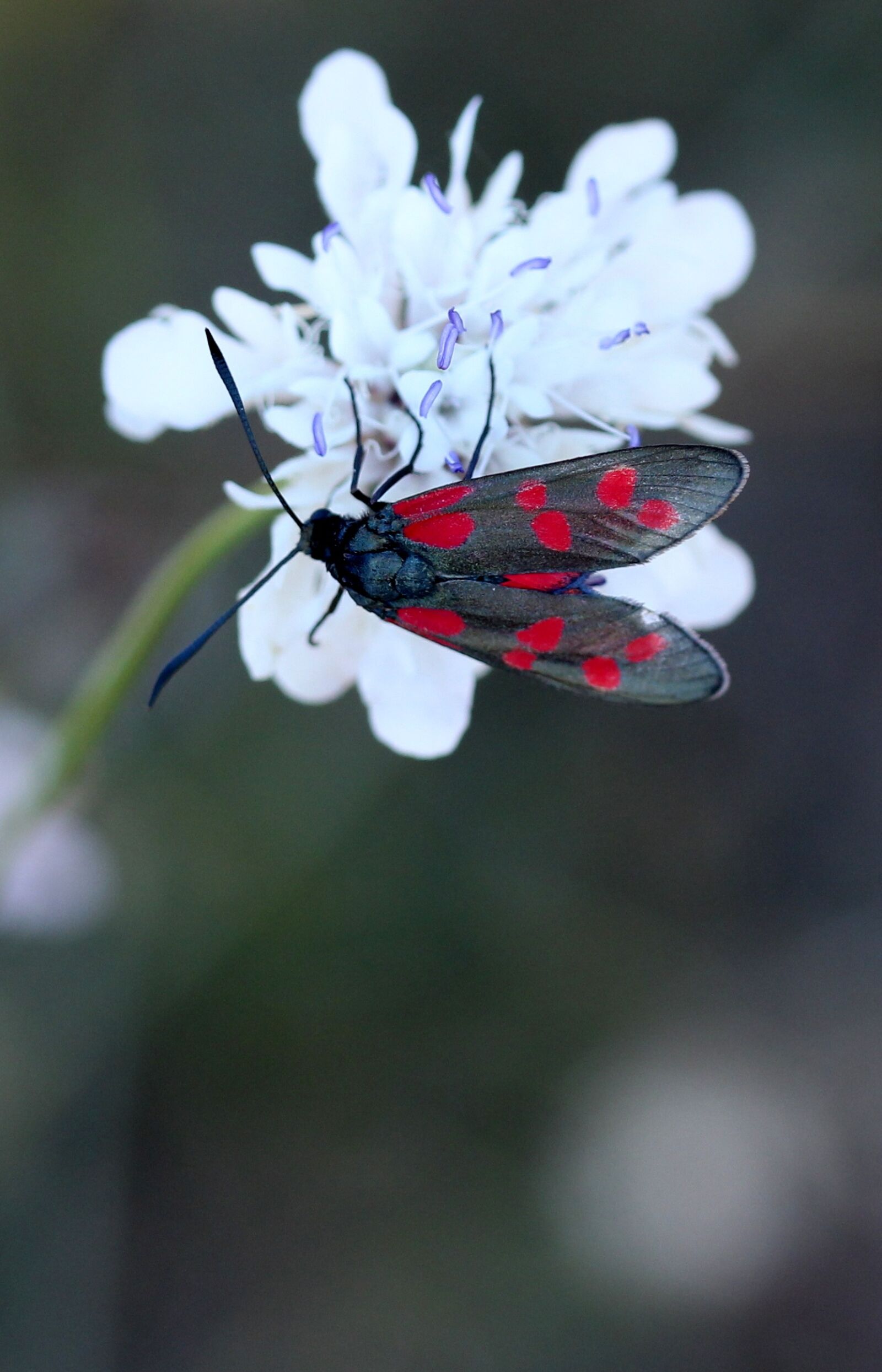 Canon EF-S 60mm F2.8 Macro USM sample photo. Butterfly, coloring, wings photography