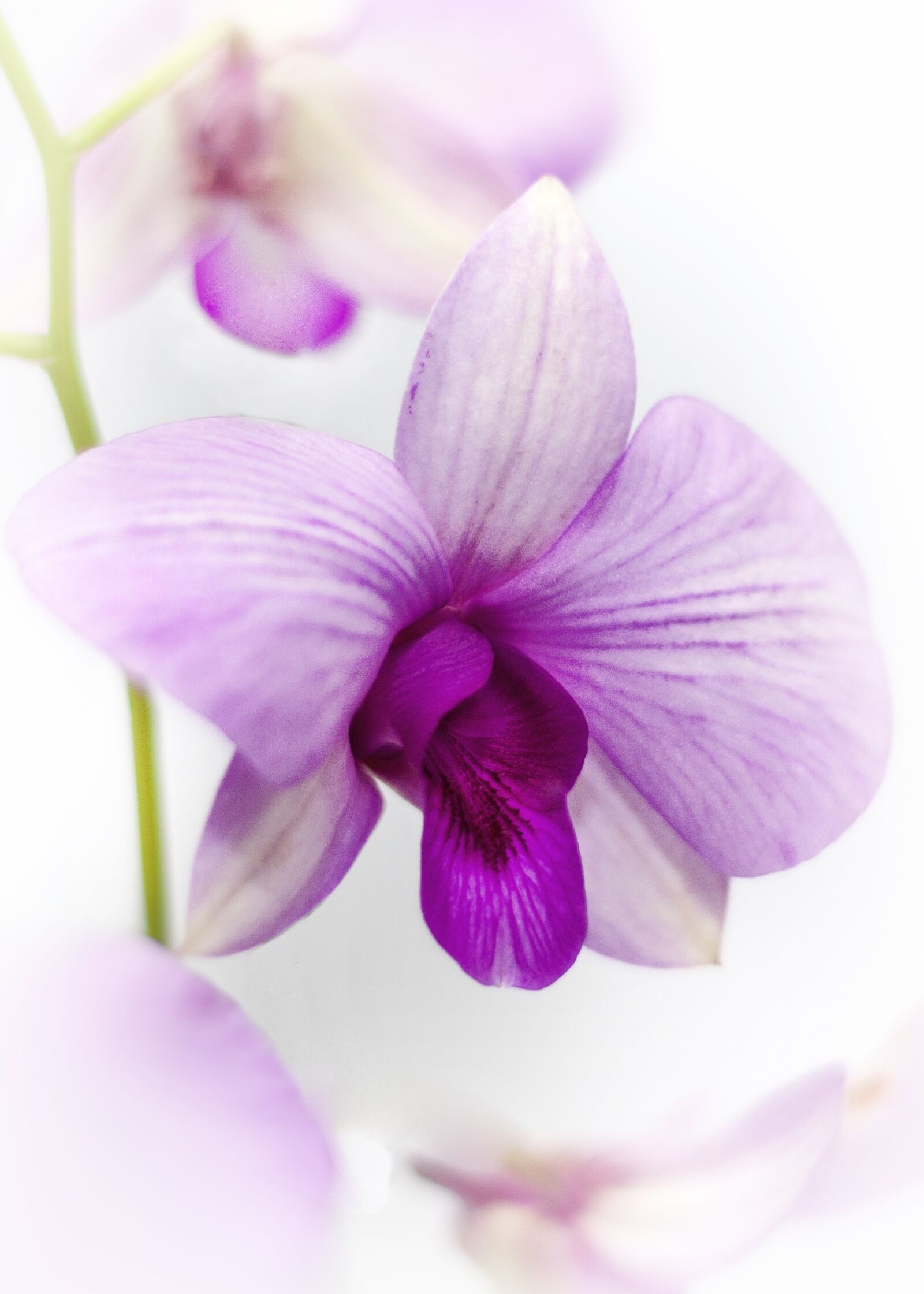 Canon EOS 50D + Canon EF 50mm F1.8 II sample photo. Orchid, yellow, purple photography