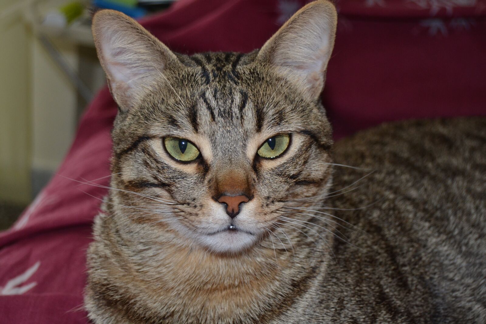Nikon D3100 sample photo. Cat, feline, yellow eyes photography