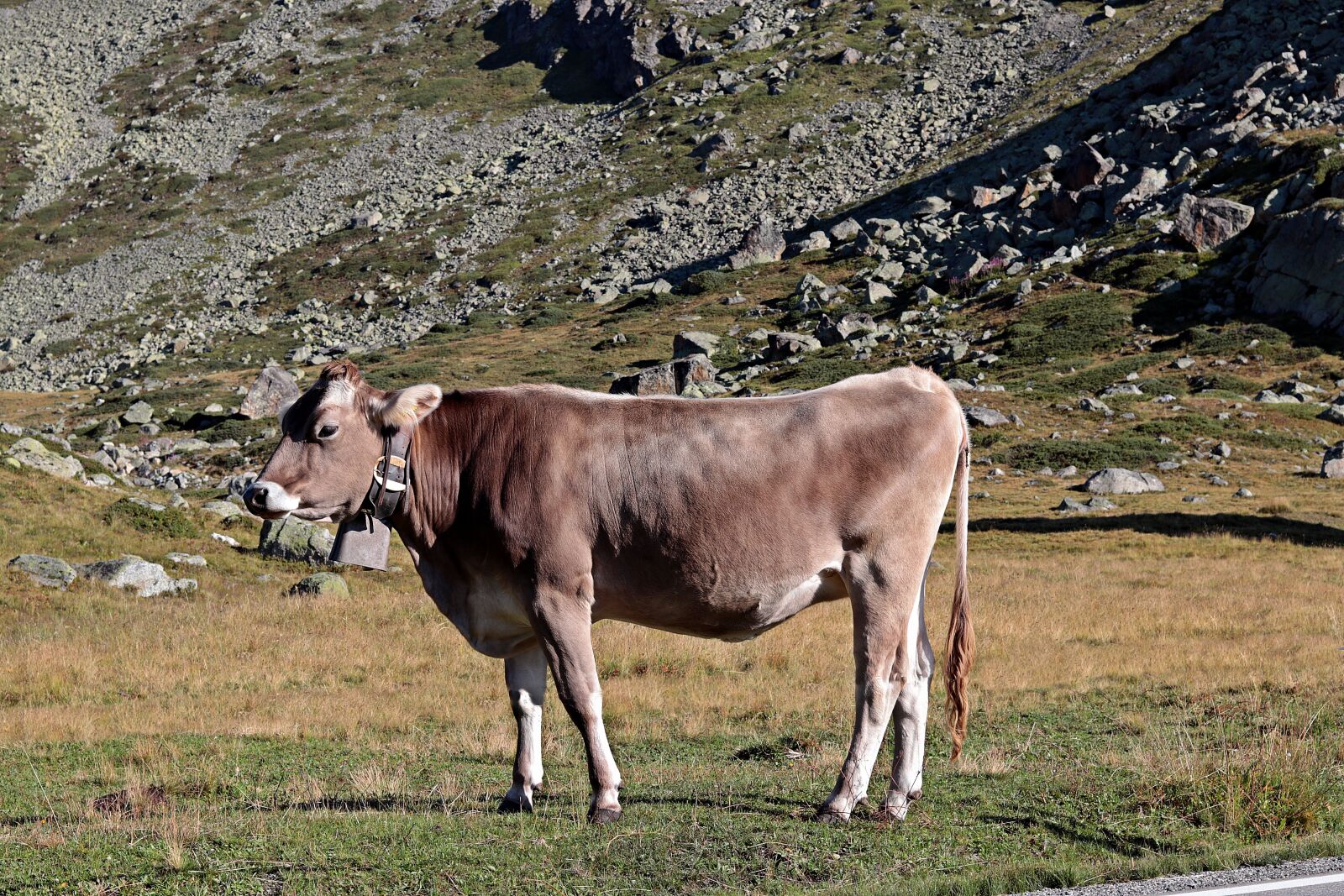 Canon EF 50mm F1.8 STM sample photo. Mountain cow, alpine, cow photography
