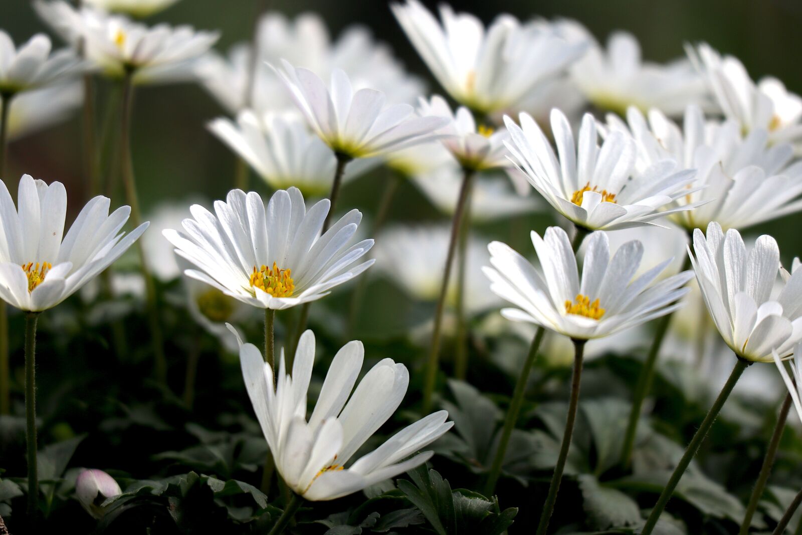 Canon EOS M100 sample photo. Wood anemone, spring, flowers photography