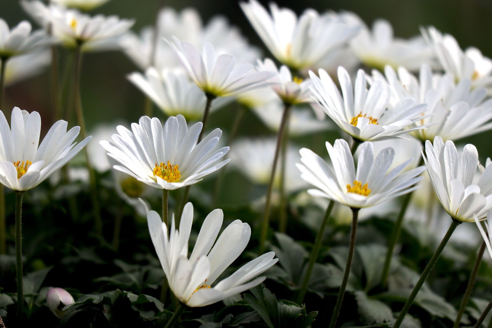 Canon EOS M100 + Canon EF-M 55-200mm F4.5-6.3 IS STM sample photo. Wood anemone, spring, flowers photography