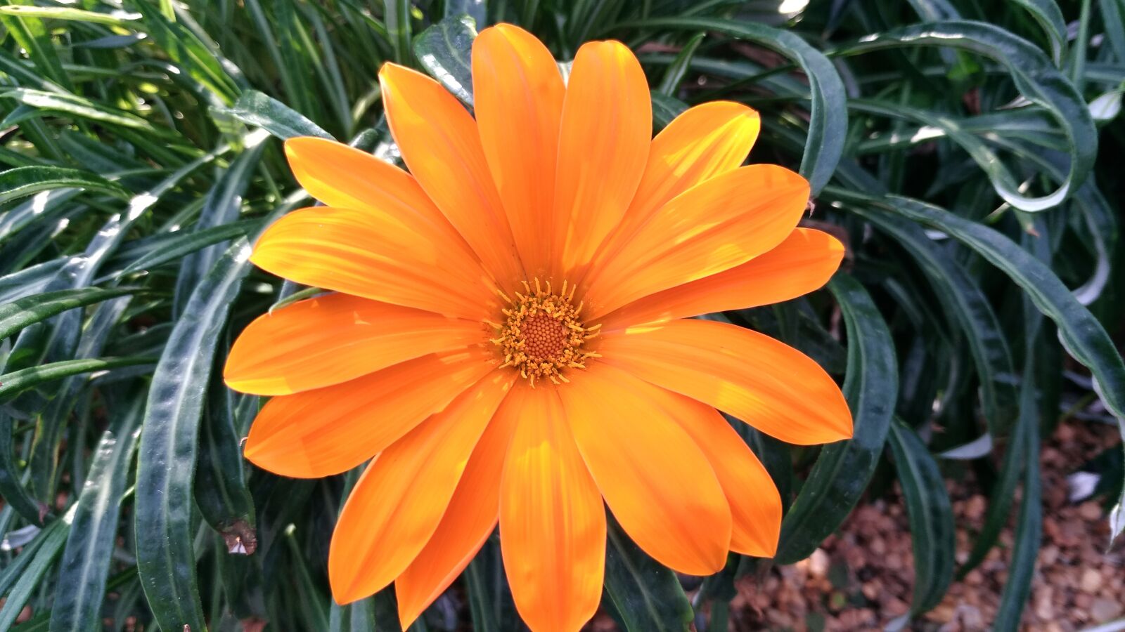 ASUS ZenFone 3 Ultra (ZU680KL) sample photo. Orange, flower, colorful photography
