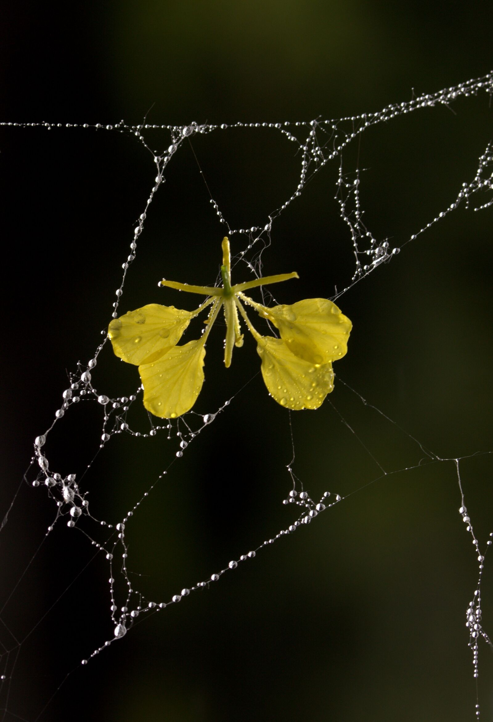 Canon EF-S 60mm F2.8 Macro USM sample photo. Spider web, petals, yellow photography