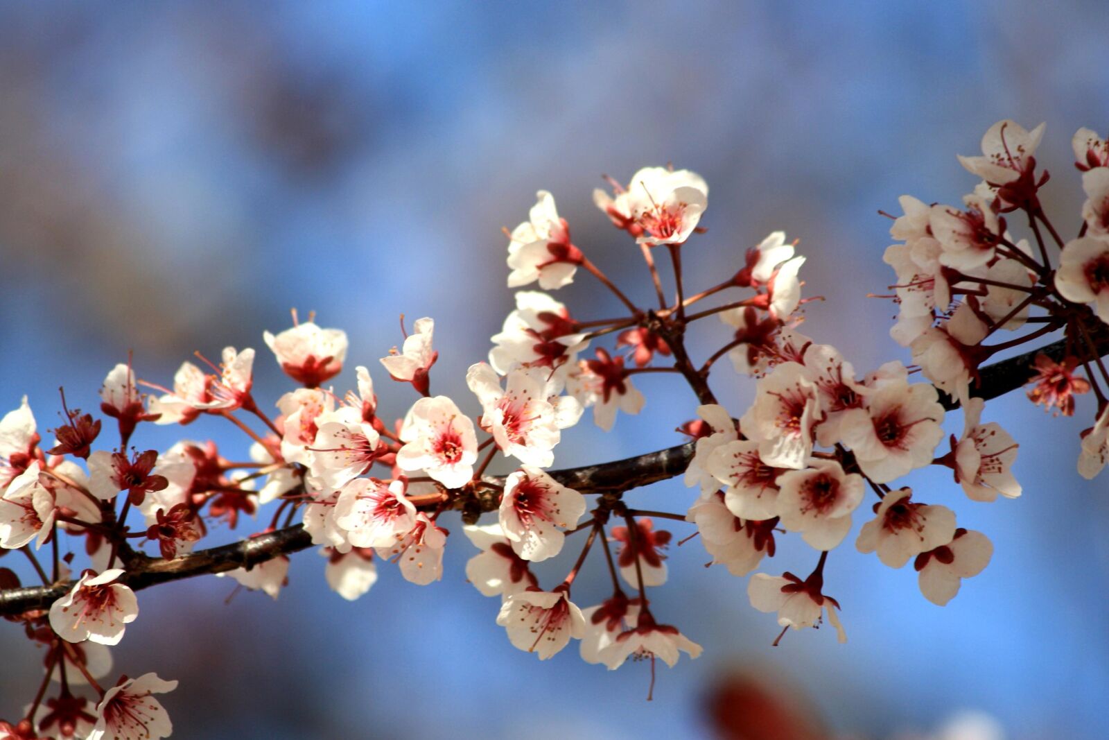 f/4-5.6 IS II sample photo. White flowers, branches, spring photography