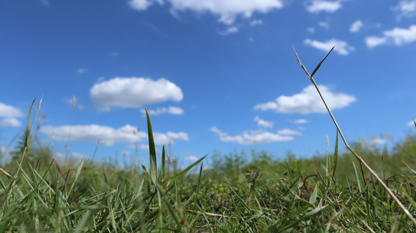 Canon EOS M100 sample photo. Landscape, grass, meadow photography
