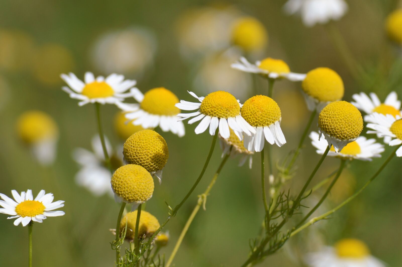 Nikon D3200 sample photo. Chamomile, flowers, flower photography