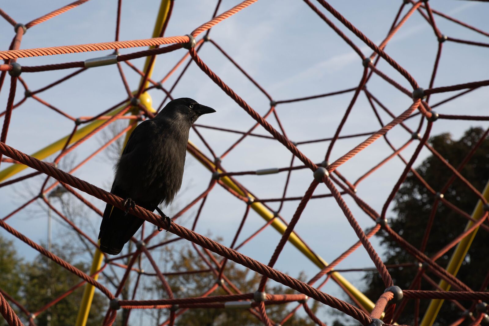 Canon EOS 6D Mark II sample photo. Crow, children's playground, black photography