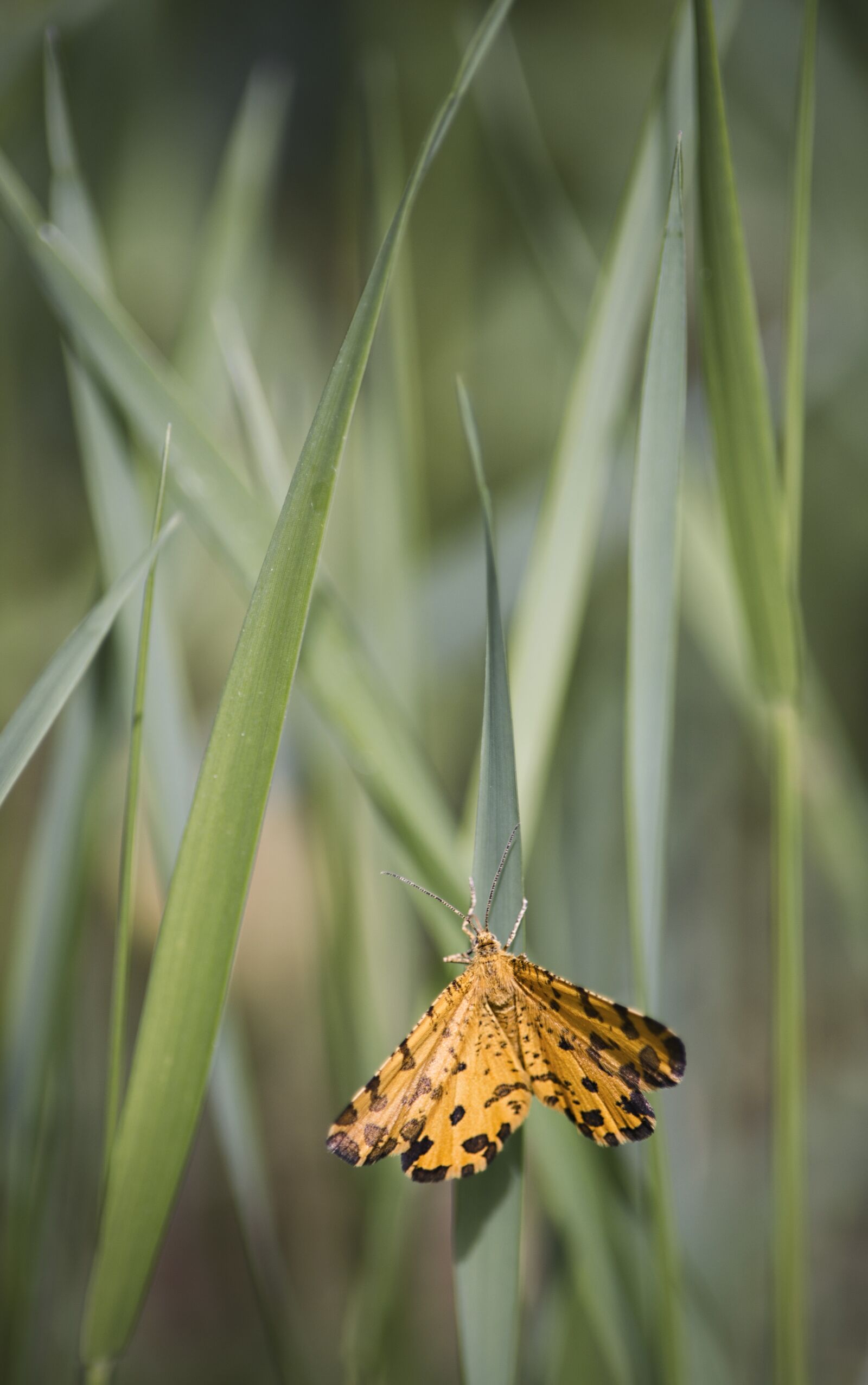 Nikon D3200 sample photo. Butterfly, nature, grass photography