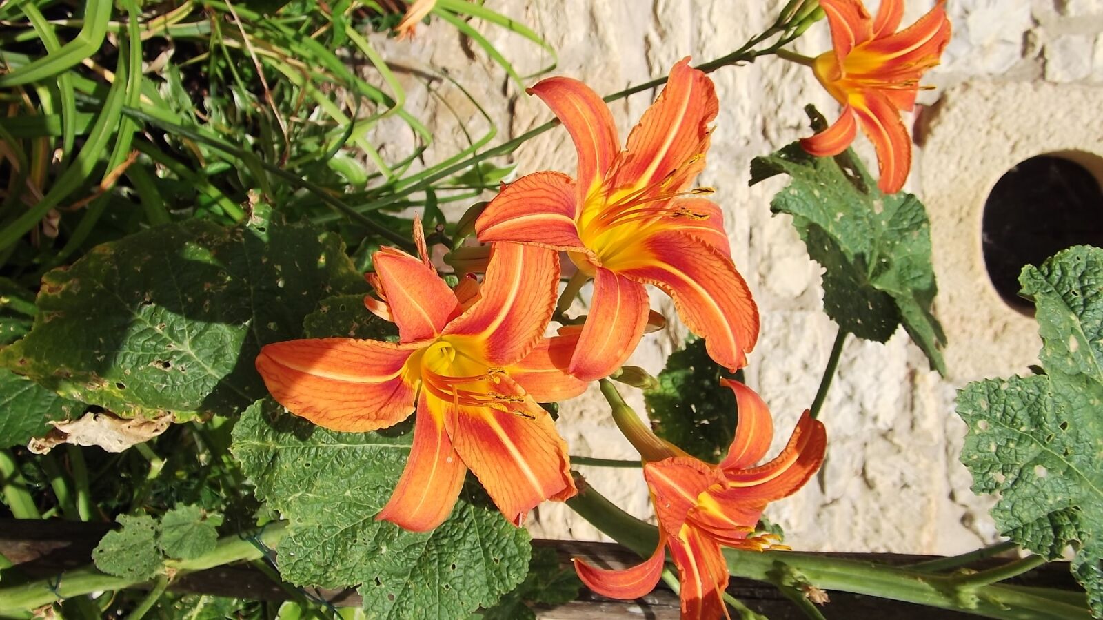 Fujifilm FinePix AX250 sample photo. Flower, nature, garden photography