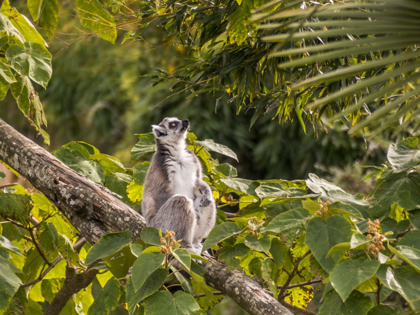 Panasonic Lumix DMC-FZ300 sample photo. Zoo, maki catta, lemur photography