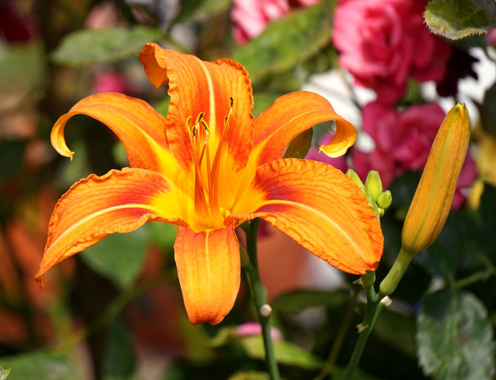 Sony Alpha a5000 (ILCE 5000) + Sony E 55-210mm F4.5-6.3 OSS sample photo. Flower, blossom, bloom photography
