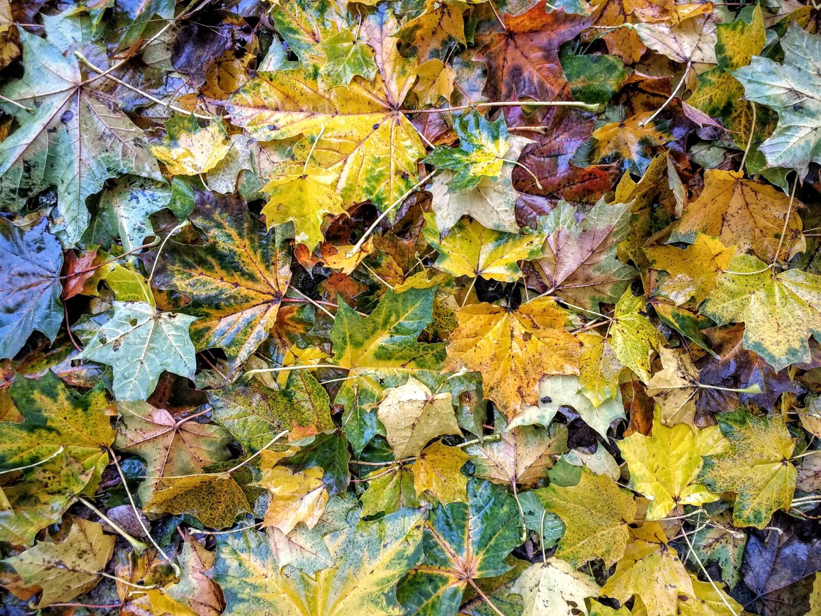 Motorola Moto G (4) sample photo. Autumn, leaves, colorful photography