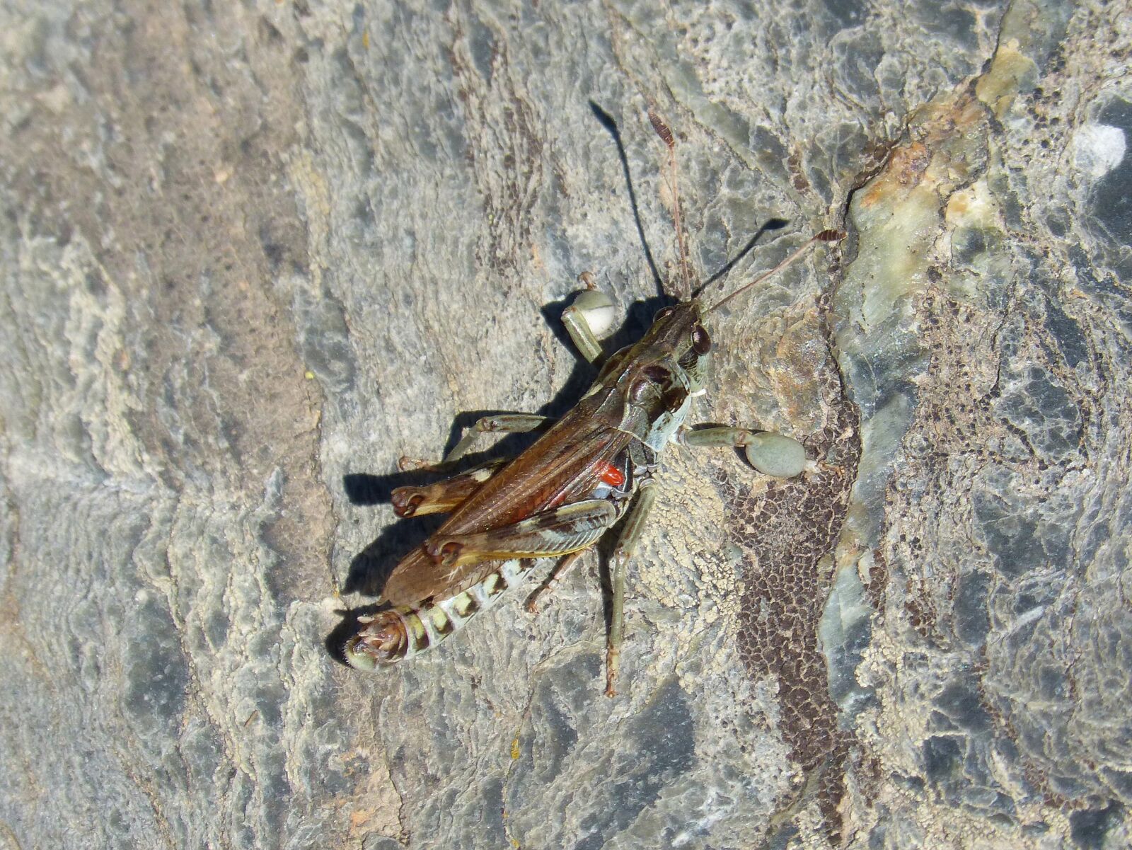 Panasonic DMC-FZ62 sample photo. Lobster, grasshopper, celifero photography