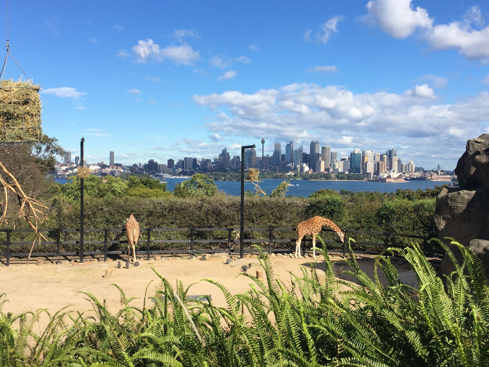 Apple iPhone 6s sample photo. City, sidney, zoo photography