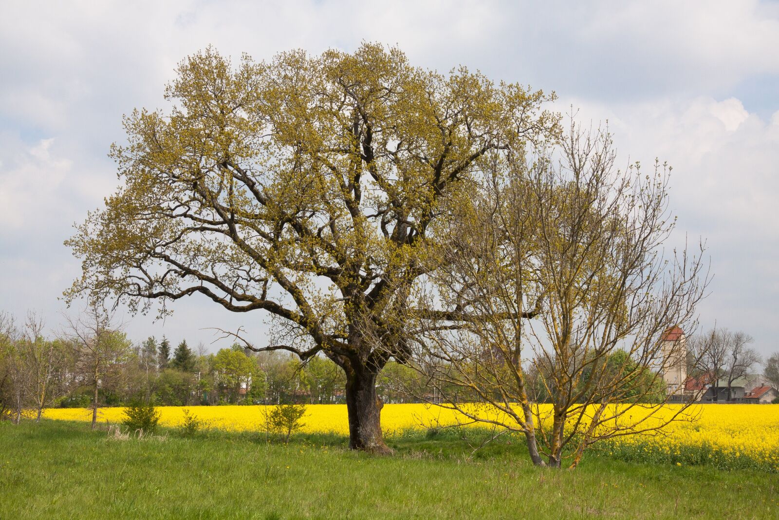Canon EF-S 17-85mm F4-5.6 IS USM sample photo. Oak, tree, old oak photography