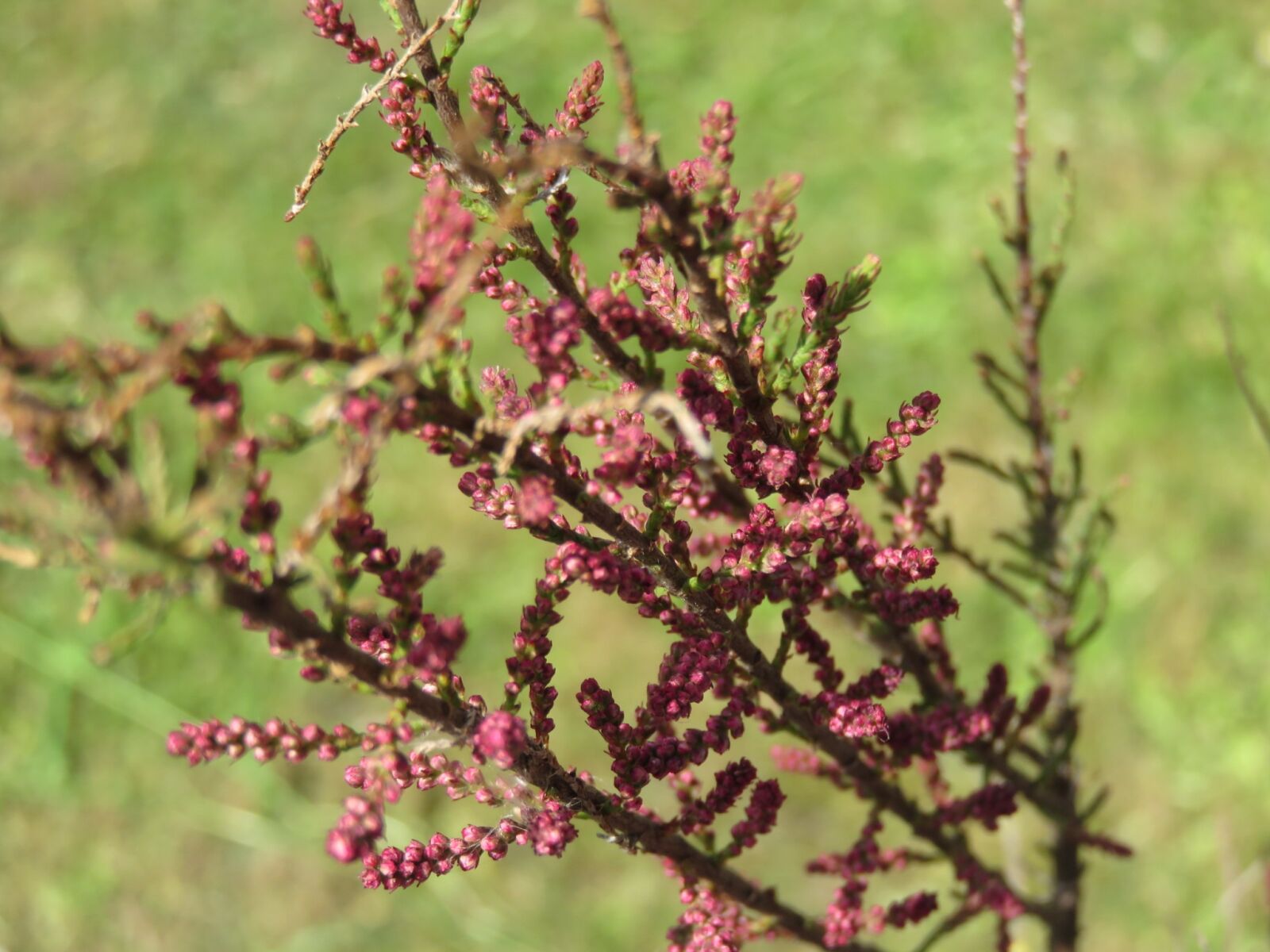 Canon PowerShot SX700 HS sample photo. Tamarisk, tree, nature photography