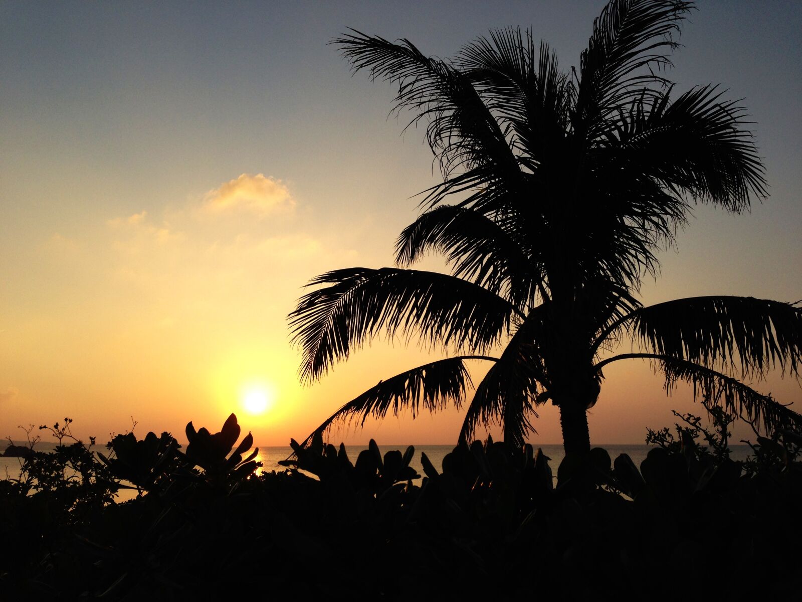 iPhone 5 back camera 4.12mm f/2.4 sample photo. Sunset, plant, beach photography