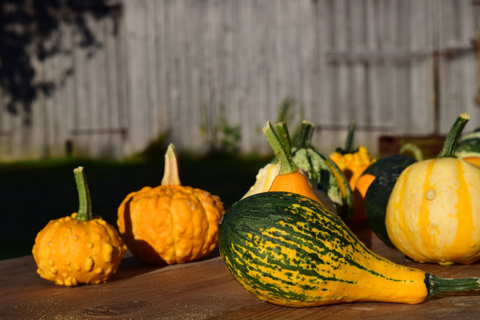 Nikon D3300 sample photo. Decorative squashes, pumpkins, yellow photography