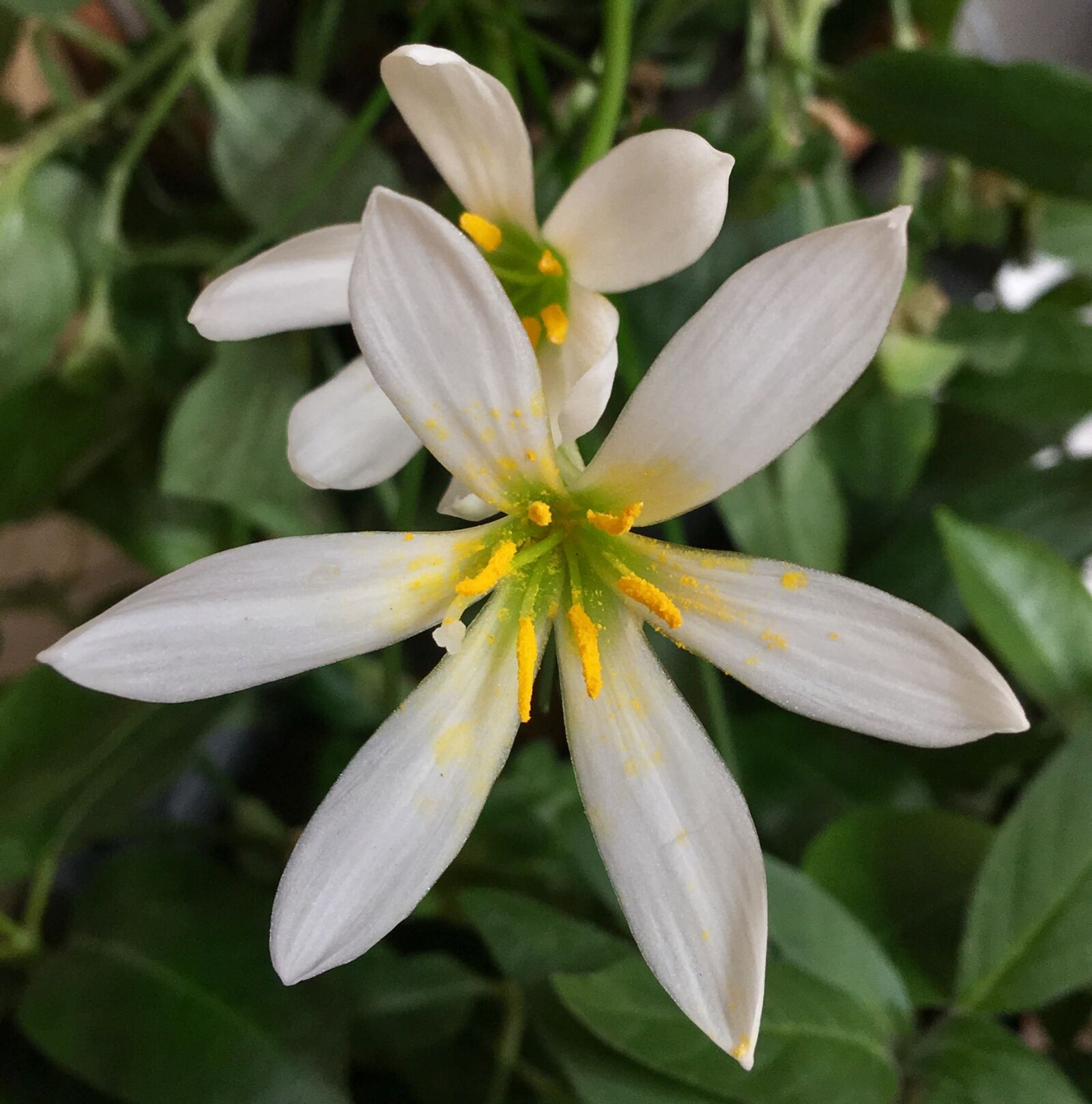 Apple iPhone 6s Plus sample photo. White flowers, white petals photography