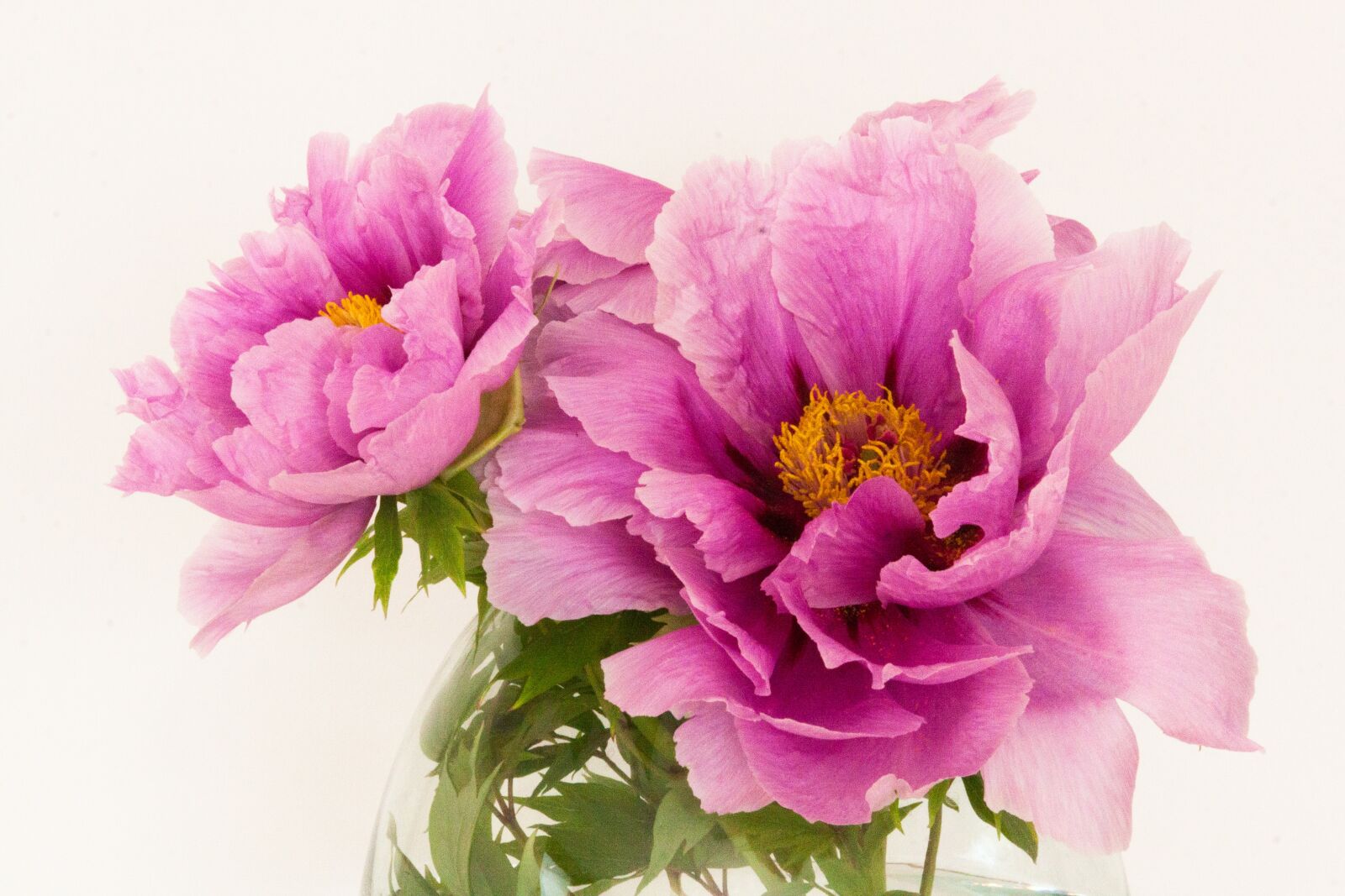 Canon EF-S 17-85mm F4-5.6 IS USM sample photo. Peony, pentecost, nature photography