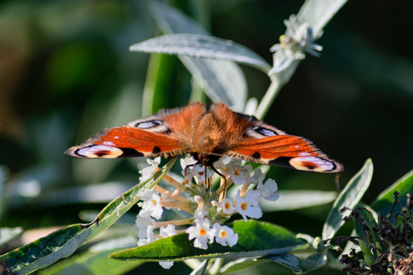 Nikon D5300 sample photo. Butterfly, peacock, edelfalter photography
