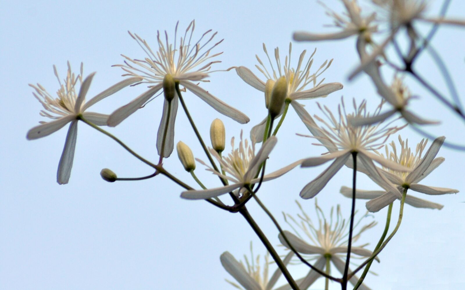 Nikon D90 sample photo. Natural, plant, flowers photography