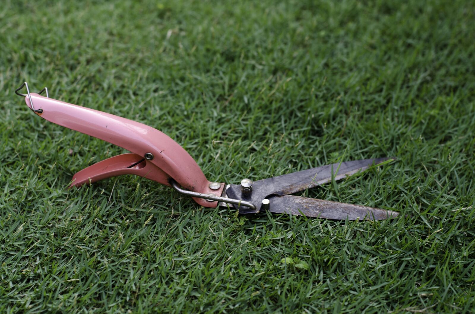 Nikon D7000 sample photo. Cutting grass, grass scissors photography
