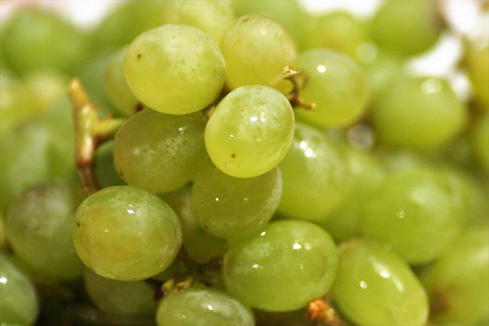 Sony SLT-A58 sample photo. Grapes, fresh, fruit photography