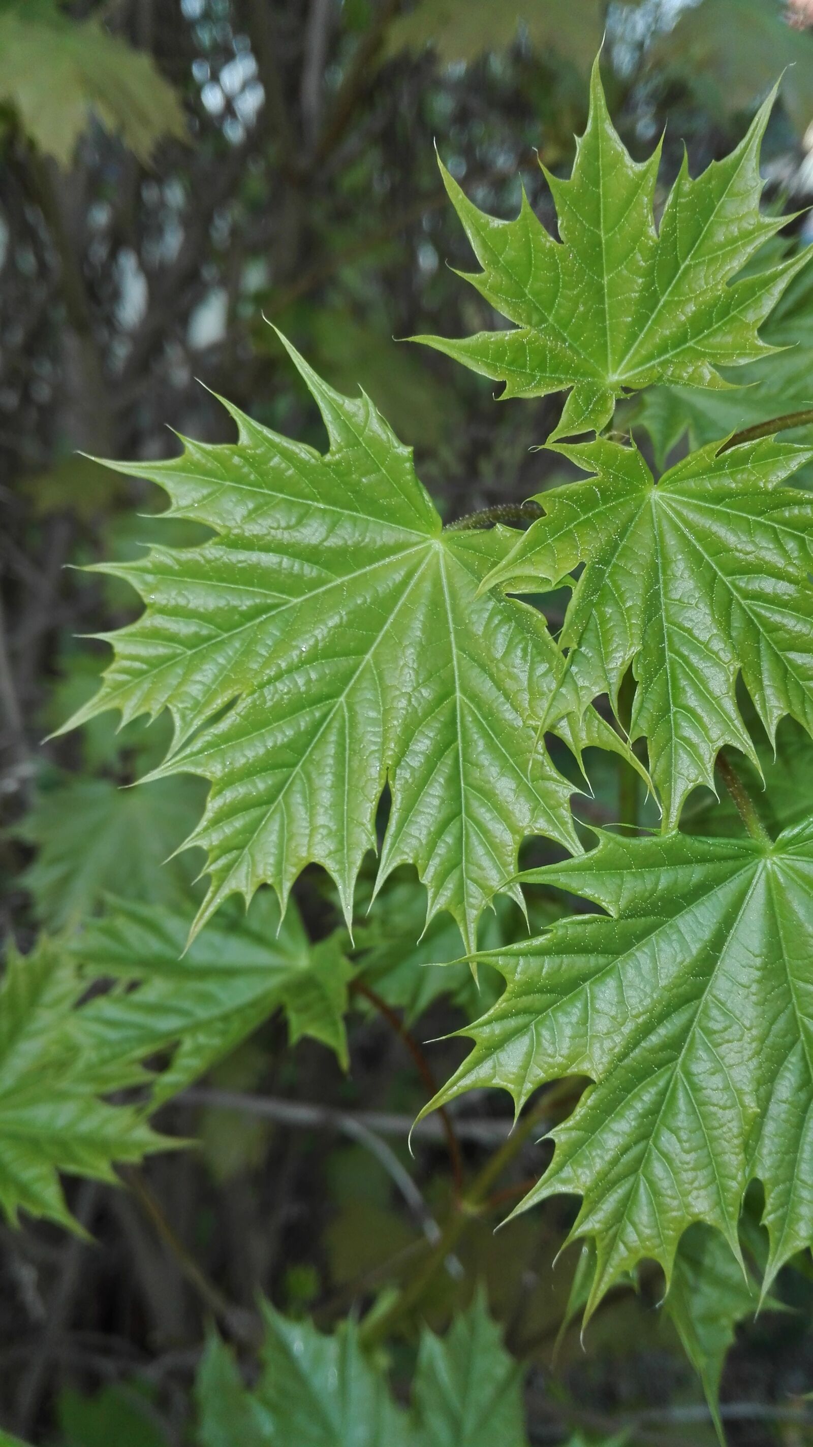 HUAWEI P8 Lite sample photo. Nature, green, leaves photography