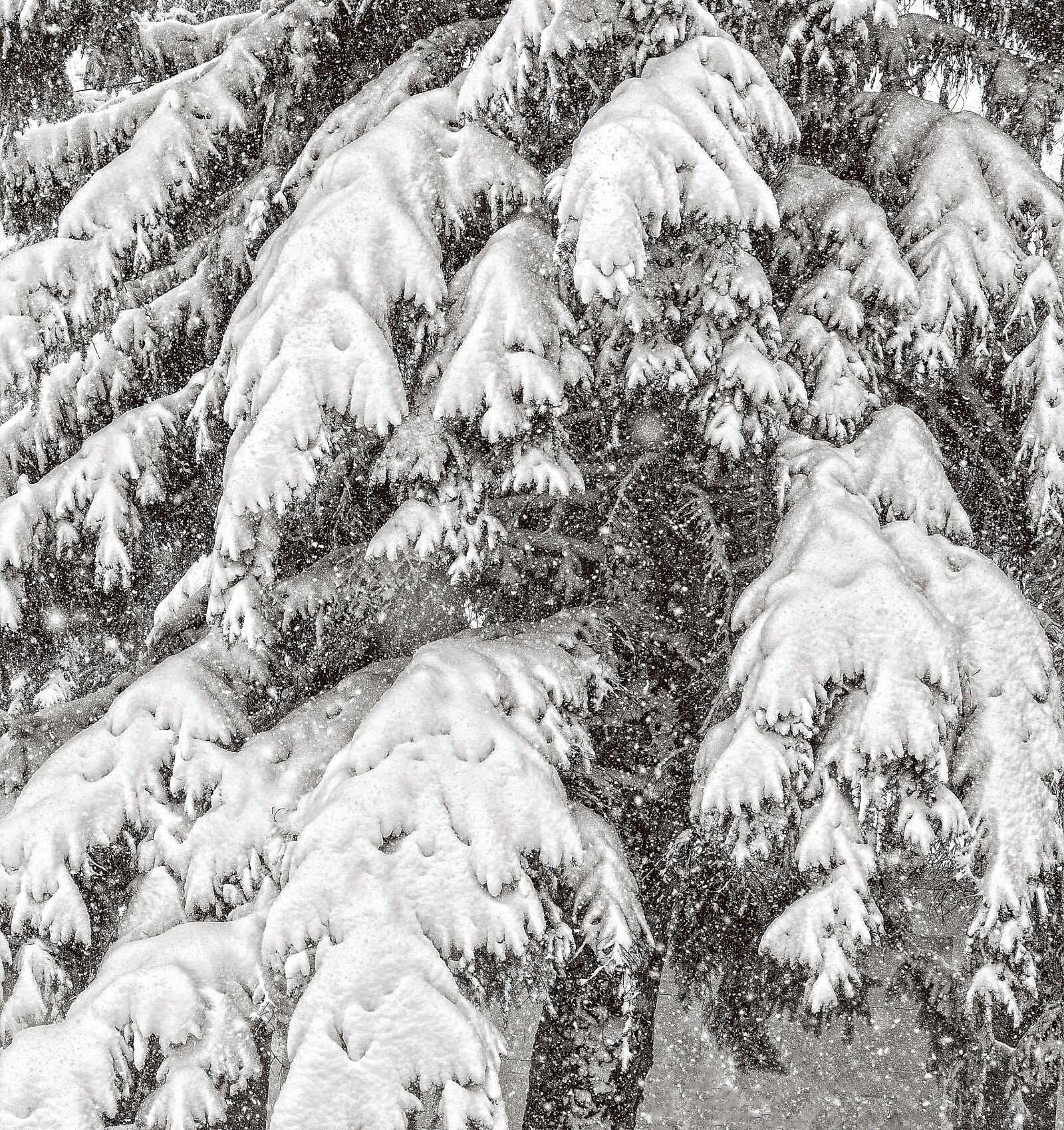 Canon EOS 550D (EOS Rebel T2i / EOS Kiss X4) sample photo. Spruce, snow, abstract photography