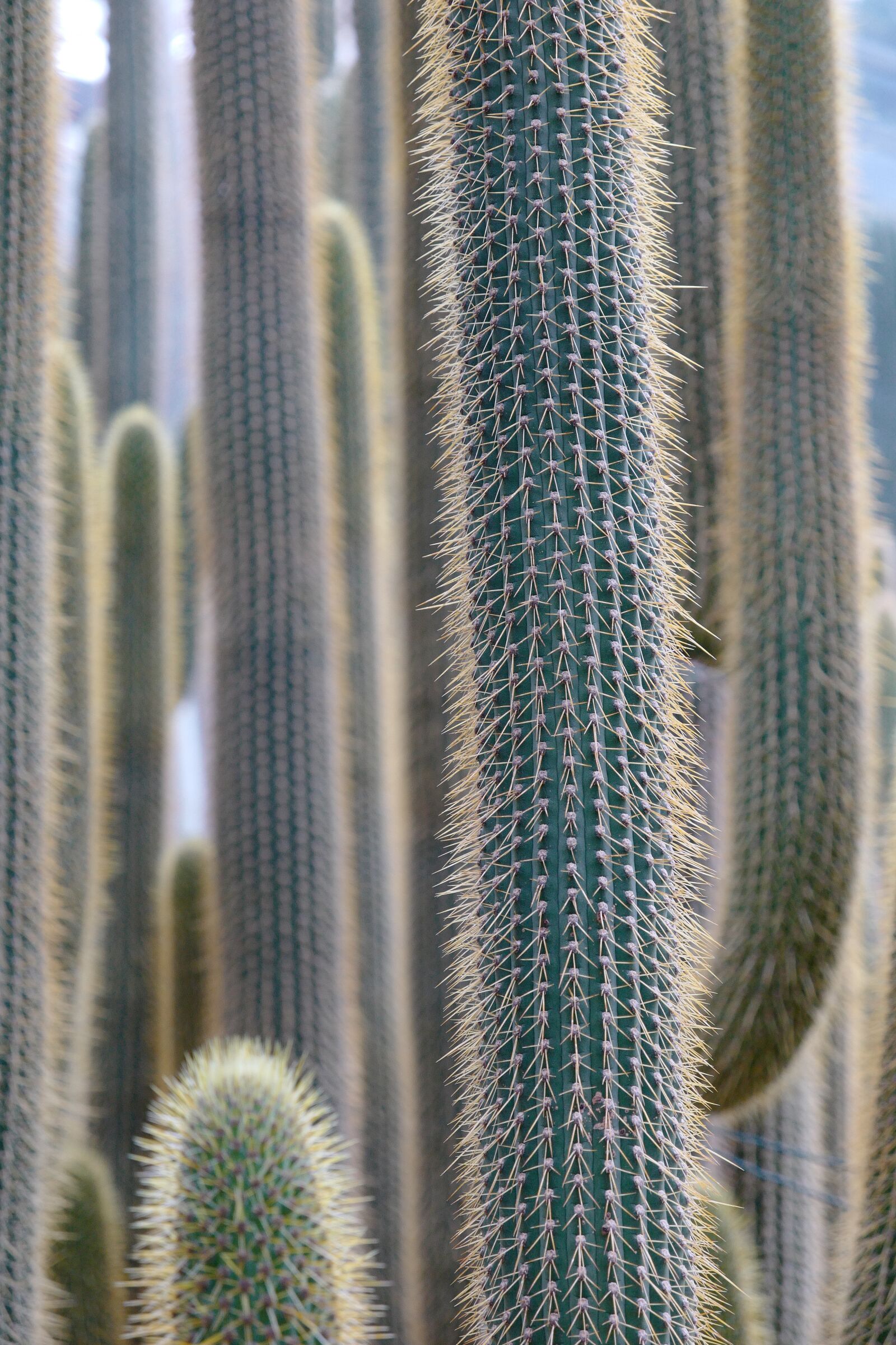 Leica CL + Vario-Elmar TL 1:3.5-5.6 / 18-56 ASPH. sample photo. Cactus, plant, prickly photography
