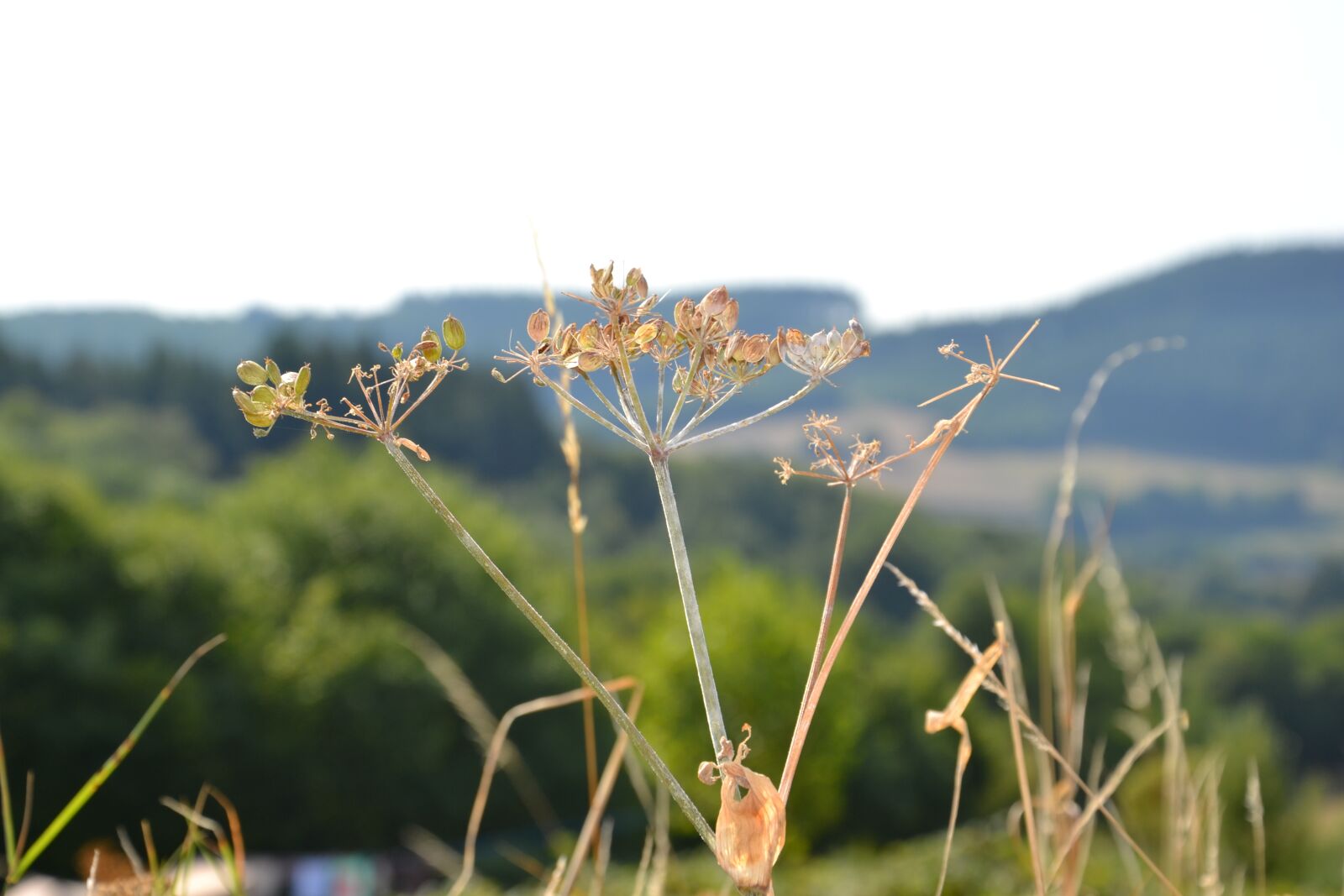 Nikon D3100 sample photo. France, flower, old photography