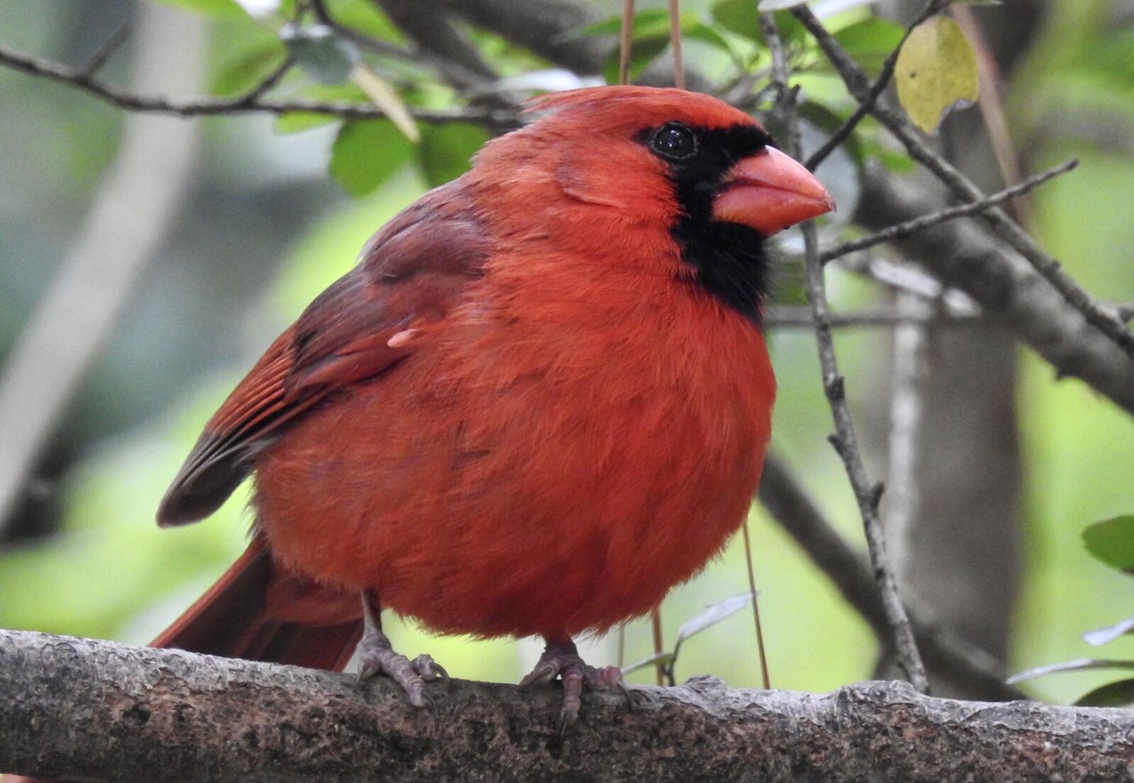 Nikon Coolpix P900 sample photo. Bird, cardinal, red photography