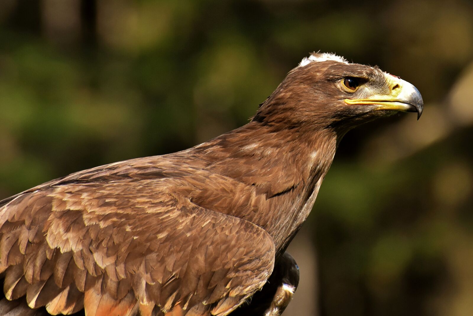 Nikon D7200 sample photo. Adler, raptor, bird of photography