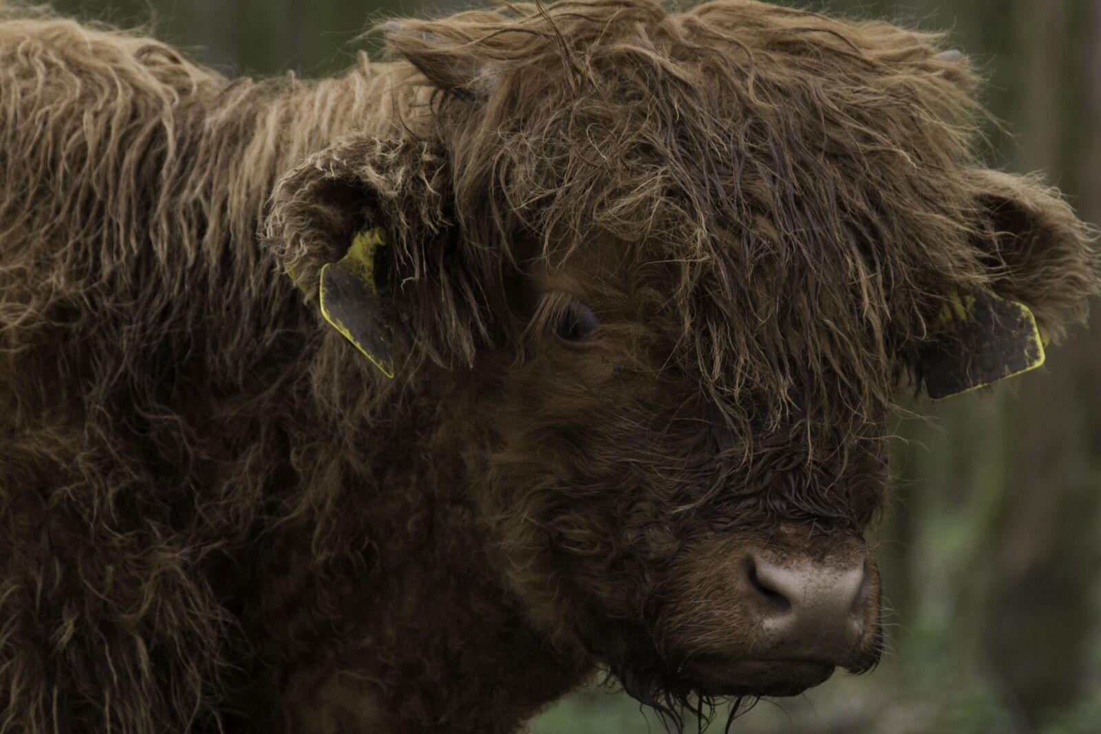 Nikon D800 sample photo. Brown, scottish, highlander photography