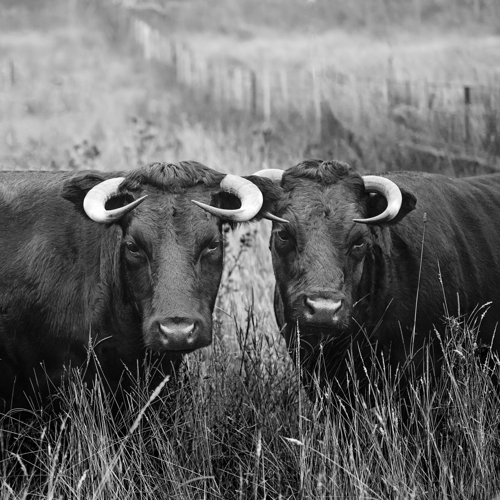 Nikon AF-S Nikkor 24-70mm F2.8G ED sample photo. Agriculture, animals, black, and photography
