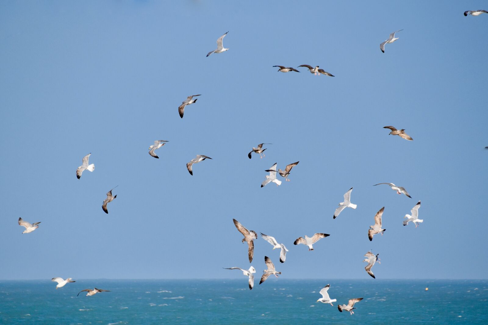 Nikon D5600 sample photo. Gulls, flying sea gulls photography