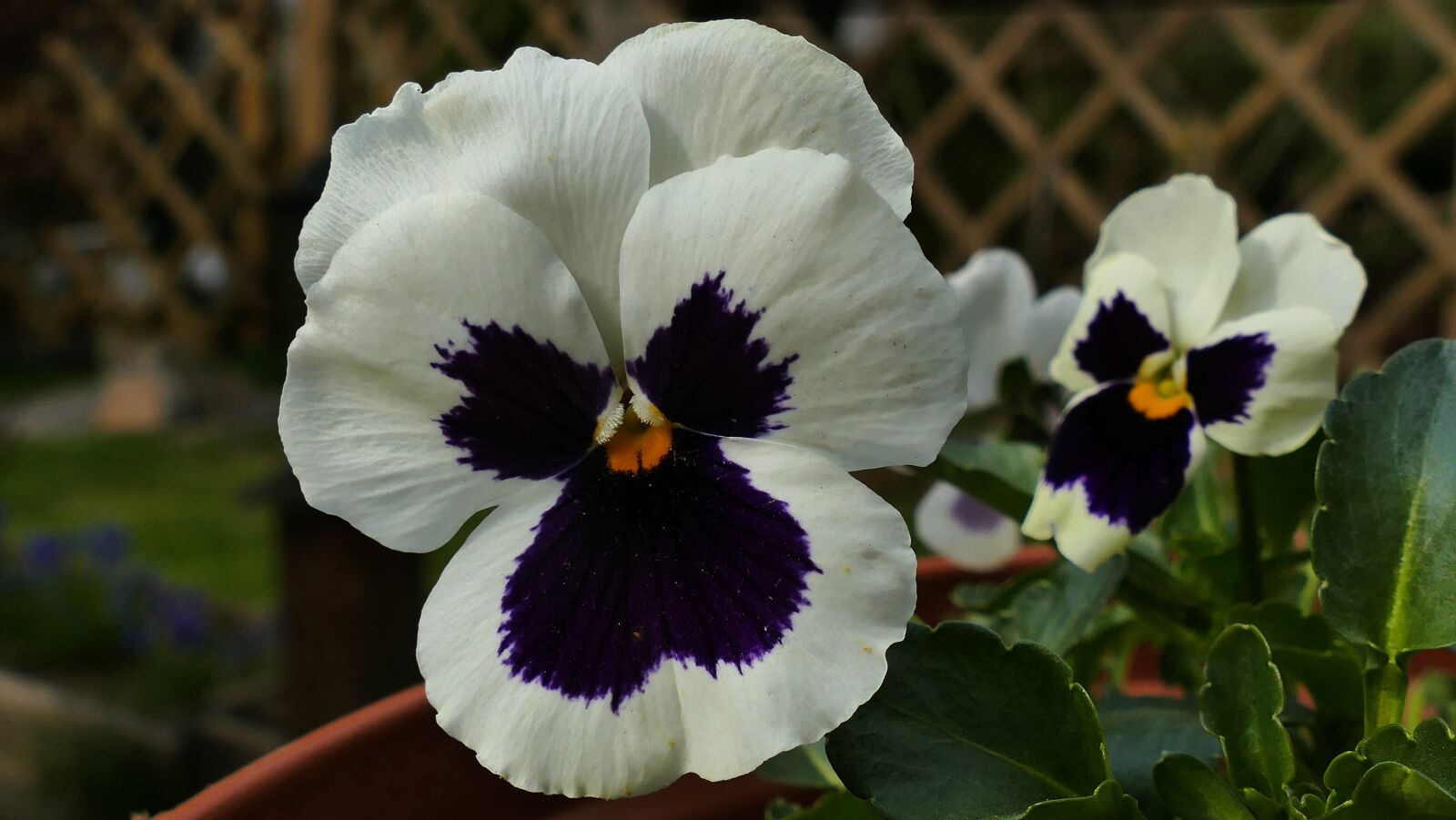 Panasonic Lumix DMC-FZ1000 sample photo. Pansy, white flowers, garden photography
