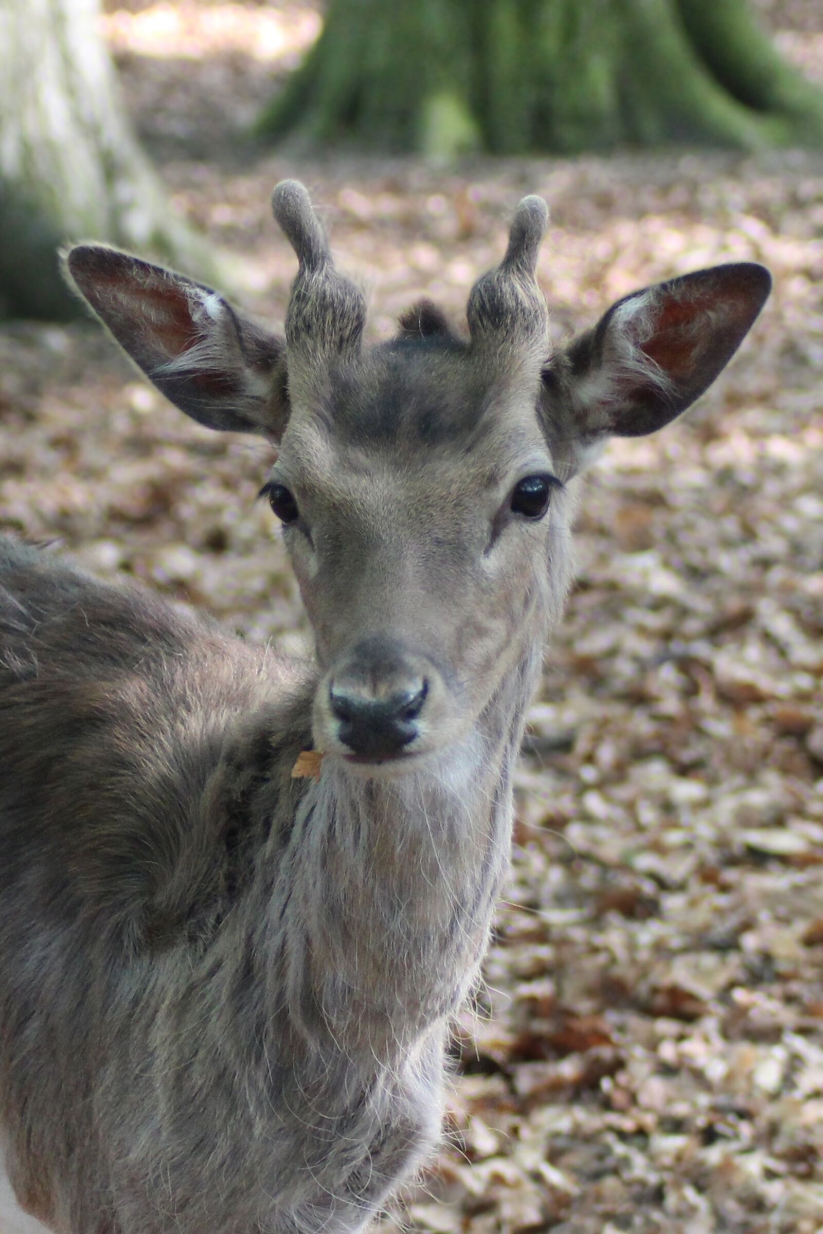 Canon EOS 600D (Rebel EOS T3i / EOS Kiss X5) sample photo. Hirsch, fallow deer, roe photography
