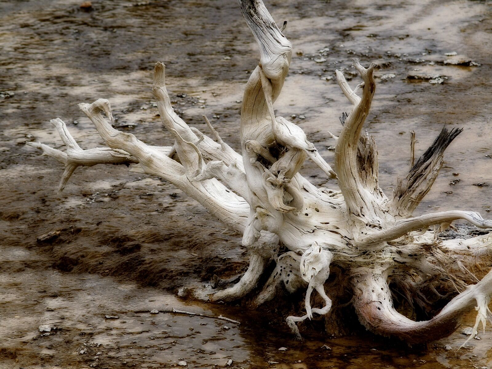 Olympus E-330 (EVOLT E-330) sample photo. Rotten, dry, root photography