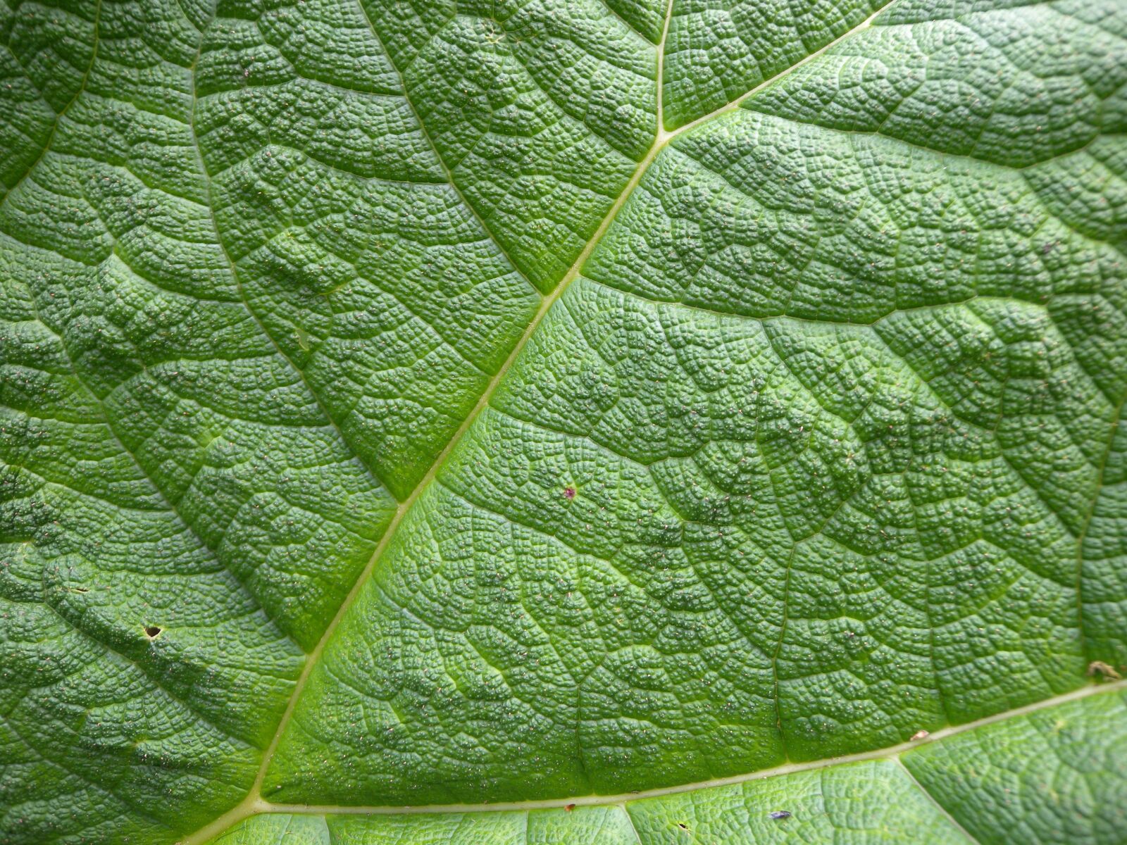 Nikon Coolpix P6000 sample photo. Leaf, structure, leaf veins photography
