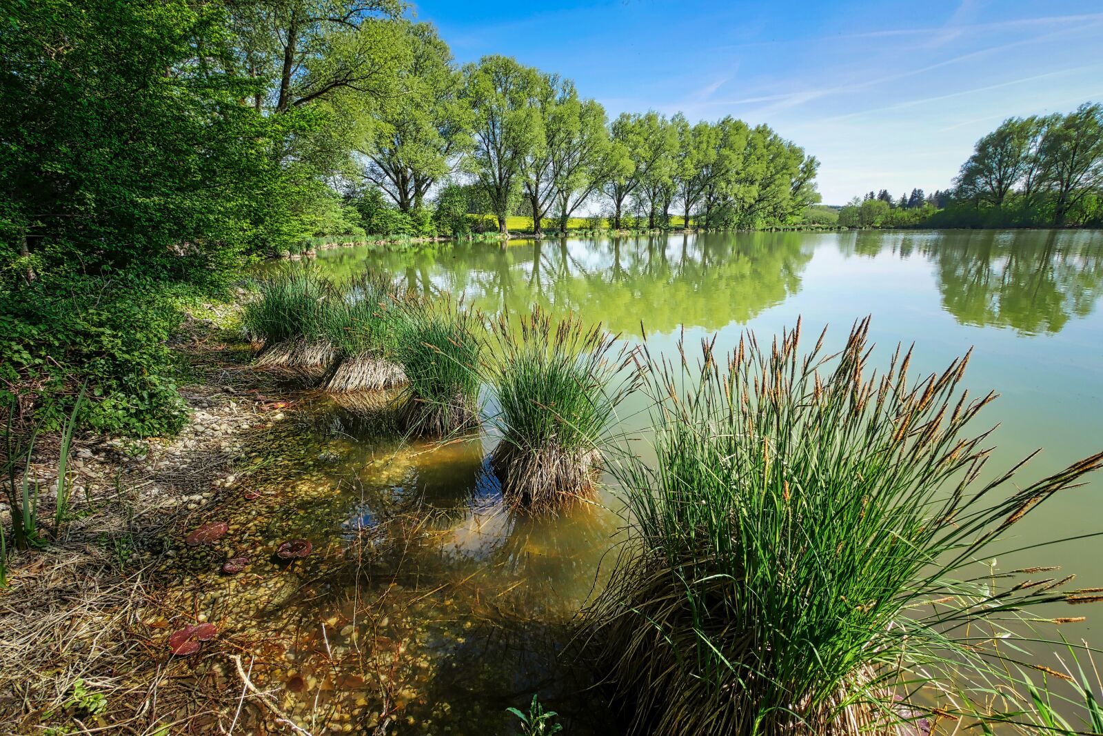 Panasonic Lumix DMC-GX8 sample photo. Tree, nature, waters photography