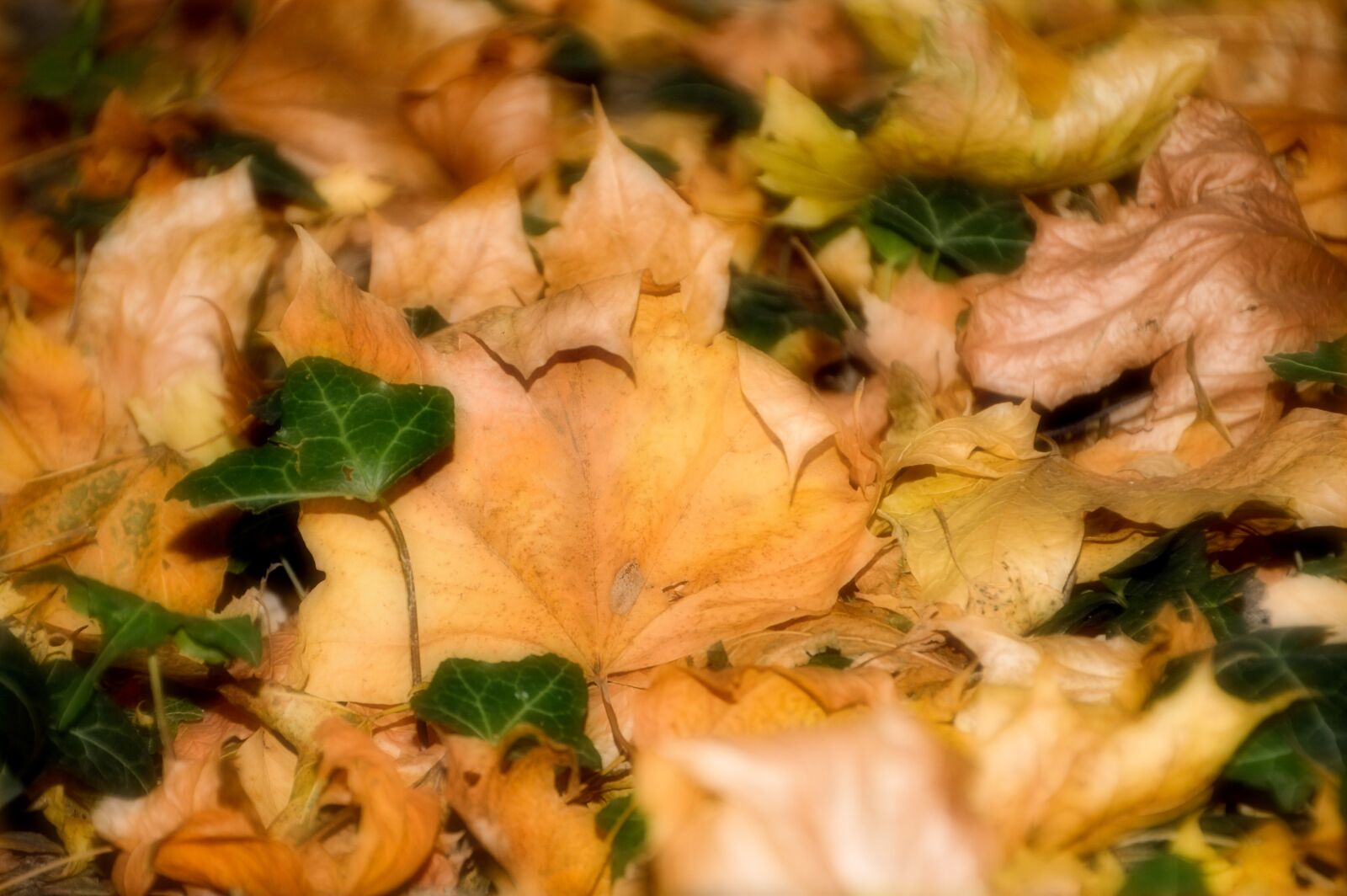 Nikon D3200 + Tamron 18-270mm F3.5-6.3 Di II VC PZD sample photo. Leaves, foliage, fall photography