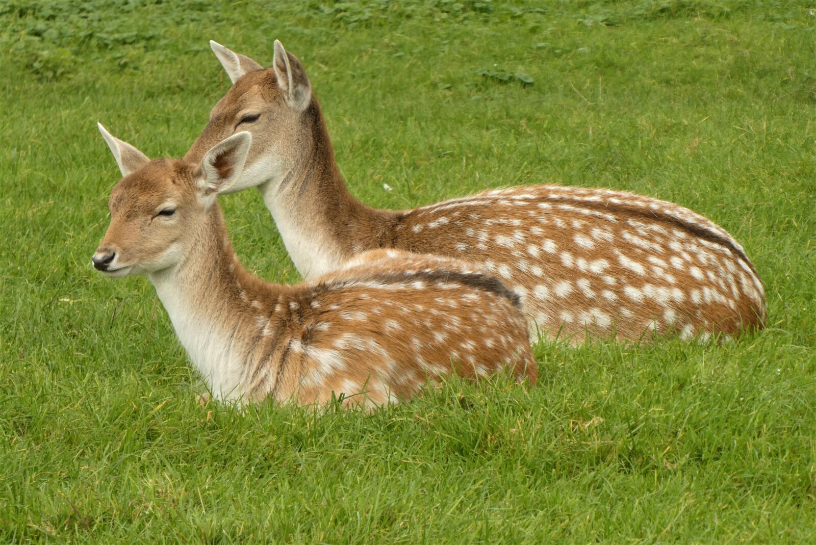 Panasonic Lumix DC-ZS70 (Lumix DC-TZ90) sample photo. Fallow, mother with young photography