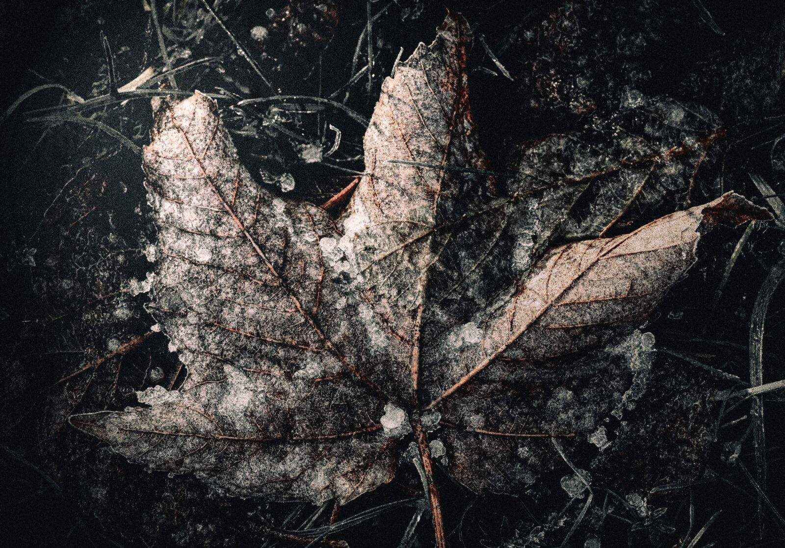 Canon EOS 50D sample photo. Frosty, cold, frost photography