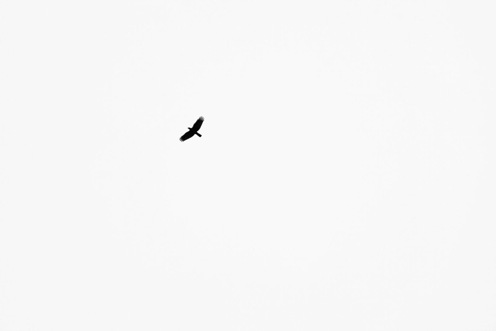 Canon EOS 5D Mark II sample photo. Crow, raven, black photography