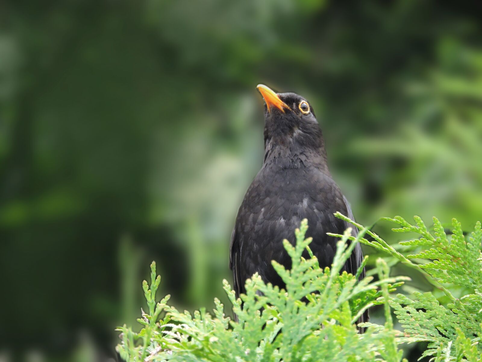 Nikon Coolpix P600 sample photo. Blackbird, female, songbird photography